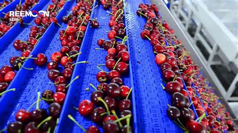cherry sorting machine